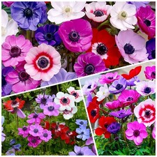 100 anemone mixed for sale  USA