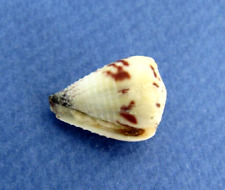 Conus sponsalis nouvelle d'occasion  Nice-