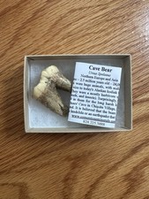 Fossilized cave bear for sale  Pawtucket