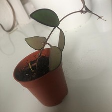 Hoya rosita gebraucht kaufen  Aachen