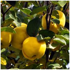 Quince tree champion for sale  NEWTOWNARDS