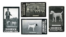 Fox terrier smooth for sale  UK