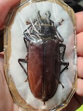 cerambycidae for sale  Depauw