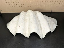 Large 15.7 pounds for sale  Clovis