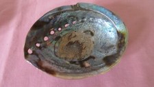 Paua shell new for sale  BOSTON