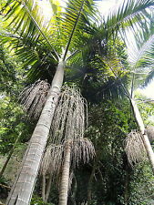Archontophoenix cunninghamiana for sale  Walterboro