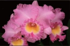 Blc. exotic perfection for sale  Sewell