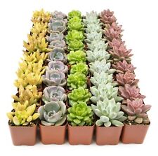 Live succulents plants for sale  Tucker