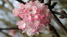 Viburnum bodnatense charles for sale  CRANBROOK