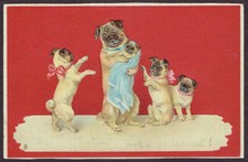 pug puppies for sale pug puppies for sale NORTH FERRIBY