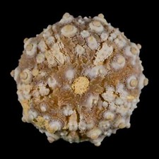 32mm detailed fossil for sale  Post Falls