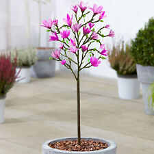 Magnolia susan tree for sale  UK