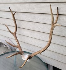 5x5 elk rack for sale  Baker City