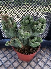 Cereus coral green for sale  Jurupa Valley