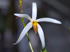 Epigeneium cacuminis orchid for sale  North