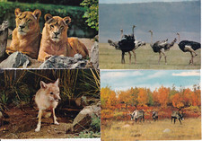 Animali lotto cartoline usato  Sannicandro di Bari
