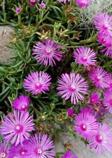 Delosperma cooperi ice for sale  DAVENTRY
