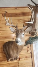 Beautiful tall point for sale  Rib Lake