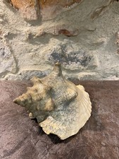Coquillage conque lambi d'occasion  Claira