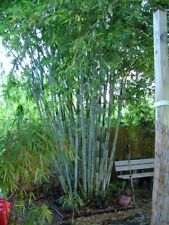 Graines bambou blanc d'occasion  Sanary-sur-Mer