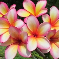 Rainbow hawaiian plumeria for sale  Titusville