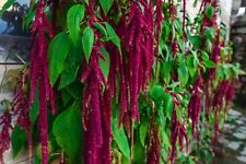 1000 samen gartenfuchsschwanz gebraucht kaufen  Frammersbach