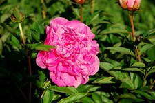 Rosa pfingstrose alexander gebraucht kaufen  Kronburg