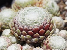 Sempervivum rheinkiesel 5 gebraucht kaufen  Selters