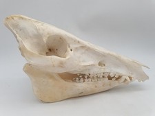 Crane sanglier taxidermie d'occasion  Tours-