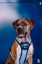 Harnais chien anti d'occasion  Saint-Cannat