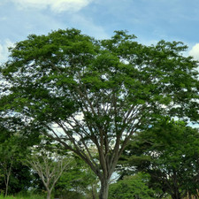 Guanacaste tree seeds for sale  Denver