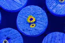 Pack zoanthids for sale  Placentia