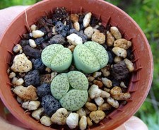 Lithops fulviceps aurea d'occasion  Servian