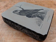 Lithographiestein falke baumfa gebraucht kaufen  Deutschland