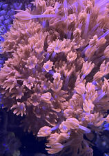 Live pink pom for sale  Flushing