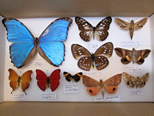 taxidermy moths for sale taxidermy moths for sale WATERLOOVILLE