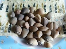 Lot fossiles brachiopodes d'occasion  Saint-Aubin-sur-Mer