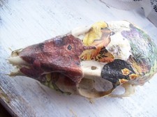 Muntjac doe deer for sale  GAINSBOROUGH