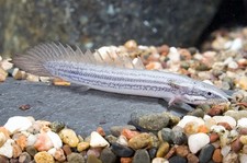 Senegalus polypterus dinosaur for sale  Haslet