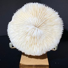 222g natural white d'occasion  Expédié en Belgium