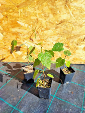 Brachychiton bidwillii little usato  Imperia
