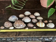 Lot coquillages ancienne d'occasion  Voujeaucourt