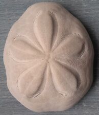conchiglie mare 4 usato conchiglie mare 4 usato Oristano