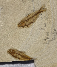 Pair fossil fish for sale  Monterey