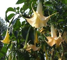 Samen engelstrompete gelb gebraucht kaufen Samen engelstrompete gelb gebraucht kaufen  Calw