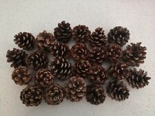 Christmas pine cones for sale  CHISLEHURST