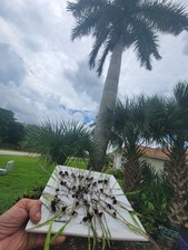 Cuban royal palm for sale  Bokeelia