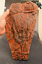 Crinoide fossile syphocrinite d'occasion  Forcalquier