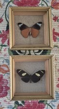 Two framed butterflies for sale  BURY