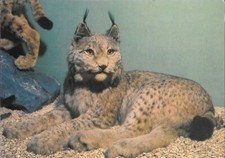 Lince siberiana. museo usato  Diano San Pietro
